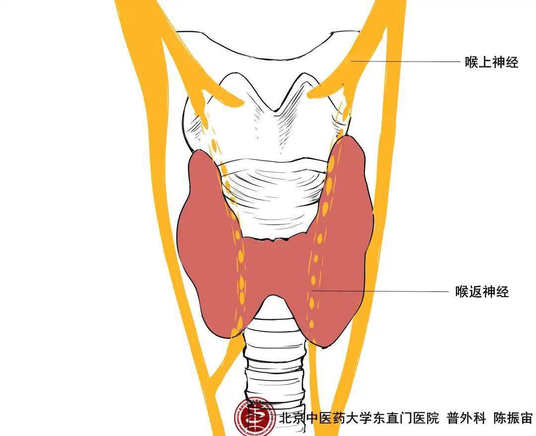 01甲狀腺的基礎解剖甲狀腺是正常人體非常重要的內分泌器官,從上面