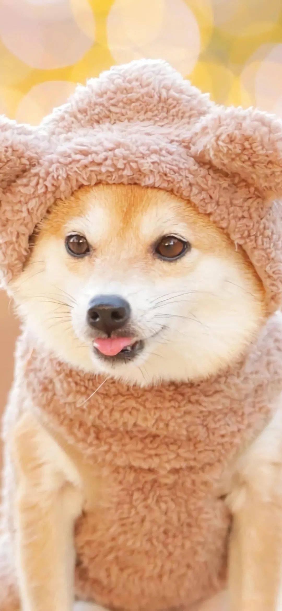 狗狗宠物壁纸哈士奇金毛柴犬柯基治愈萌宠可爱温暖手机桌面锁屏背景图