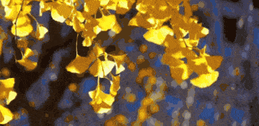 370_181gif 动态图 动图