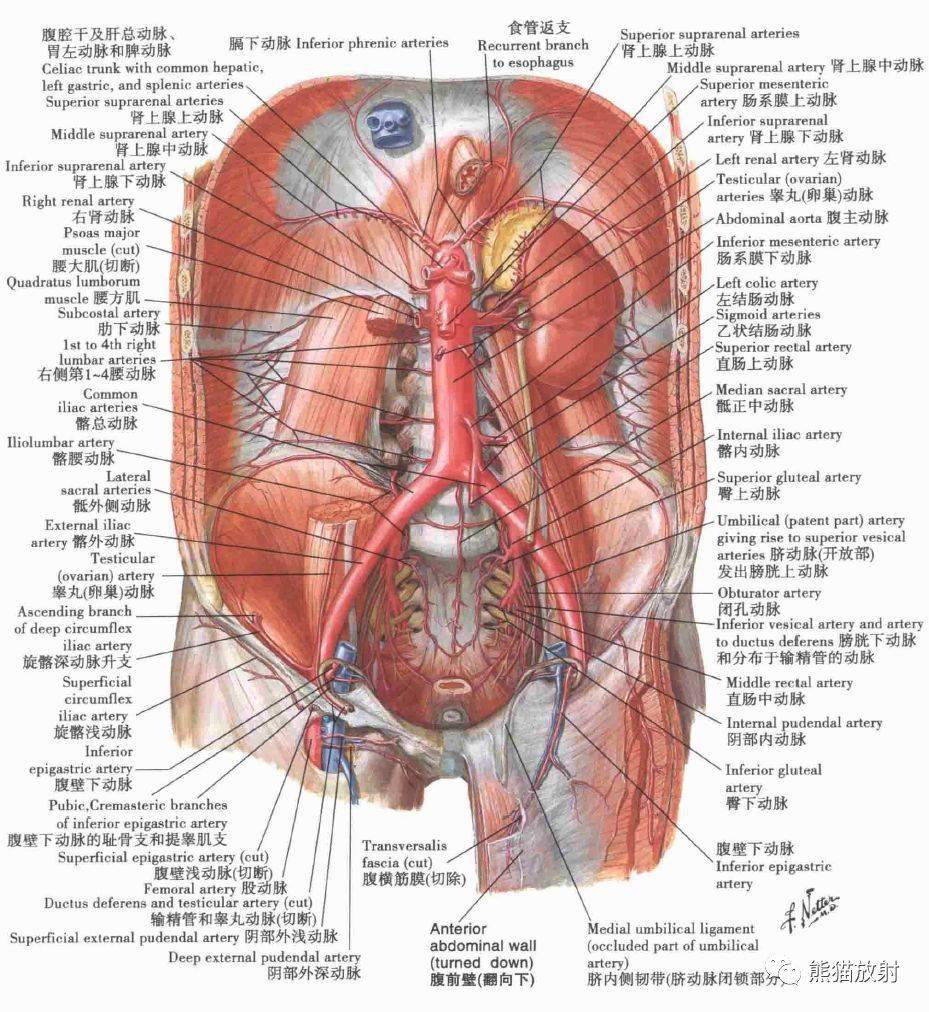 胃左动脉图片