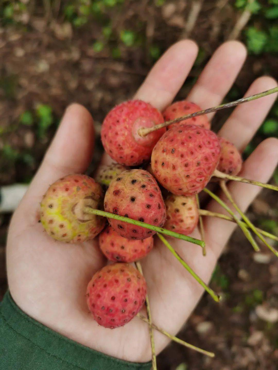 个在枝头圆圆的,红得发紫野荔枝通常在十月份成熟野荔枝01你都吃过吗?