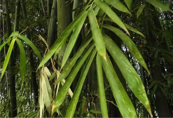 竹种类牛角竹