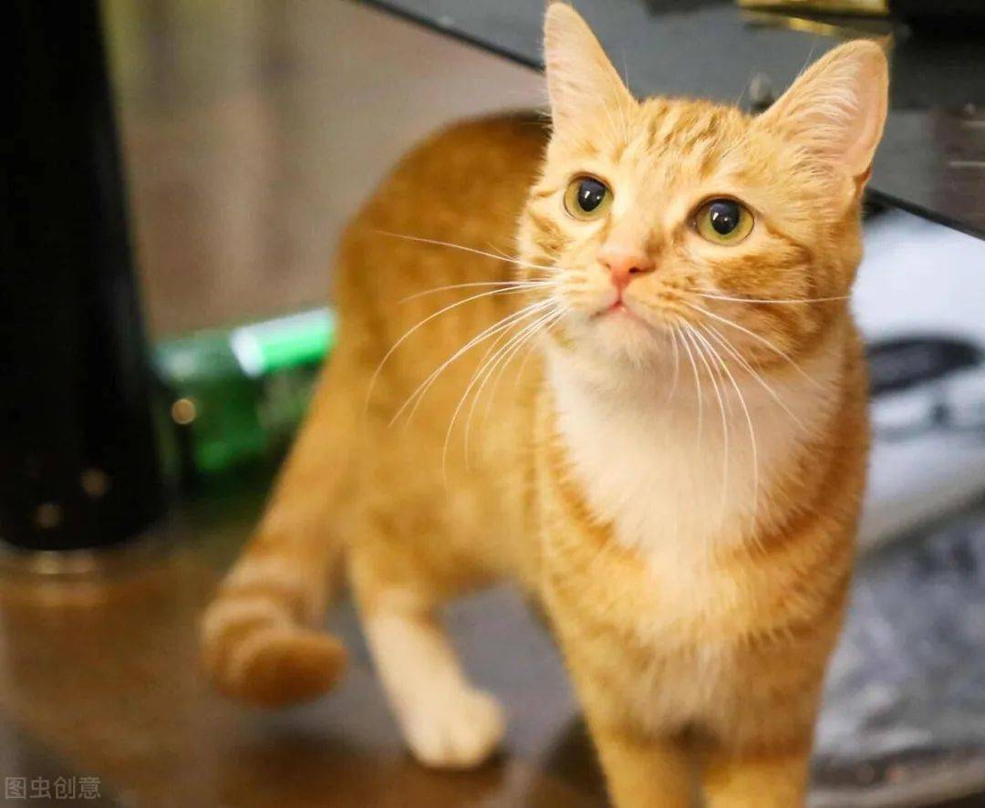 三分钟带你了解不同品种的橘猫你都认识吗