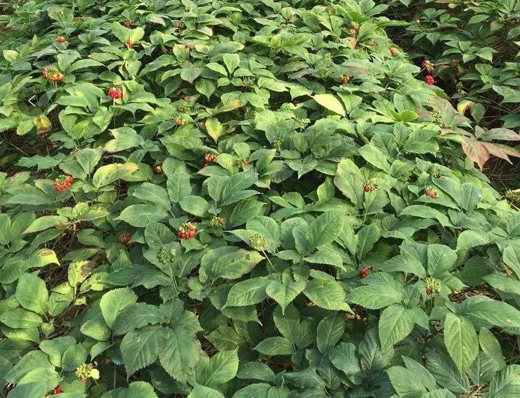 长白山西洋参3年以上参龄薄切处理泡茶煲汤生吃皆可