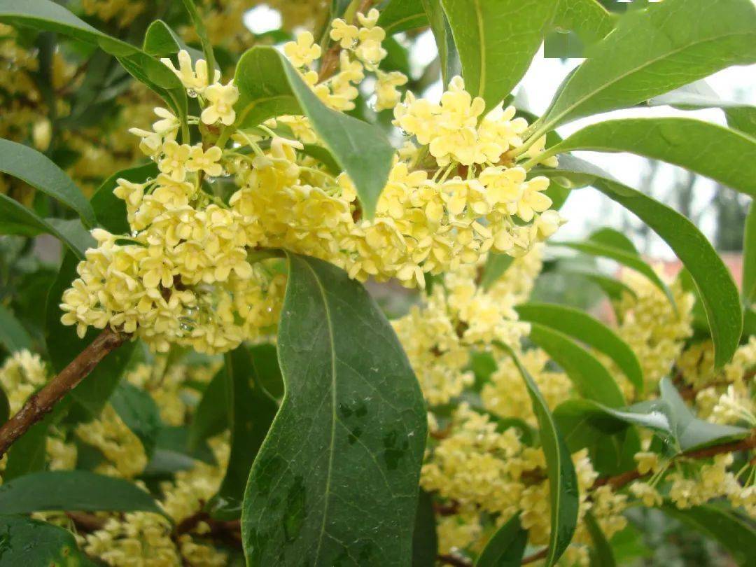 时令好茶不到100元!错过等一年!_茉莉