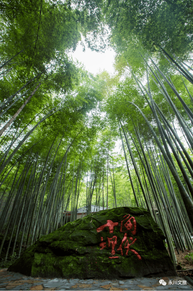 双喜临门永川人你拥有成渝双城经济圈最美的一片竹林