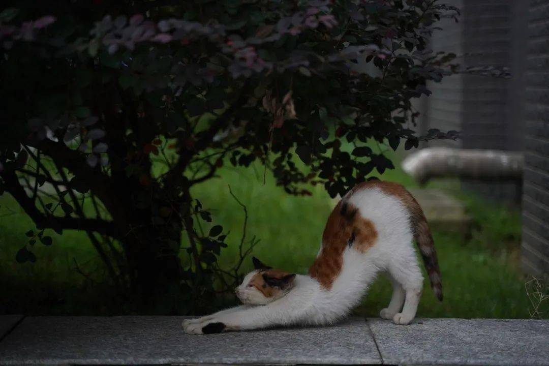 南大逸夫楼猫咪图片