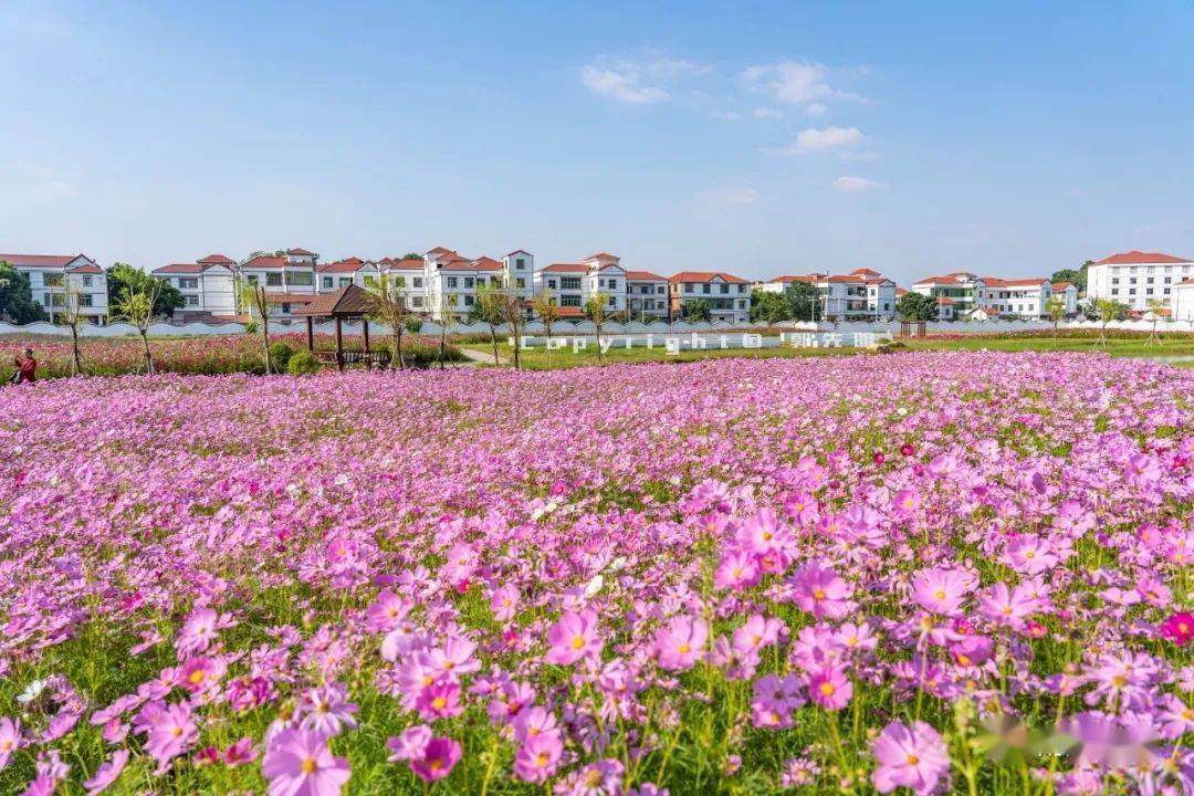 准备就绪南康家居小镇被花海包围静候家博会开幕