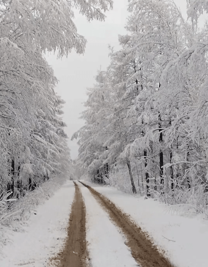 呼伦贝尔!大雪到来,漫山遍野披银装