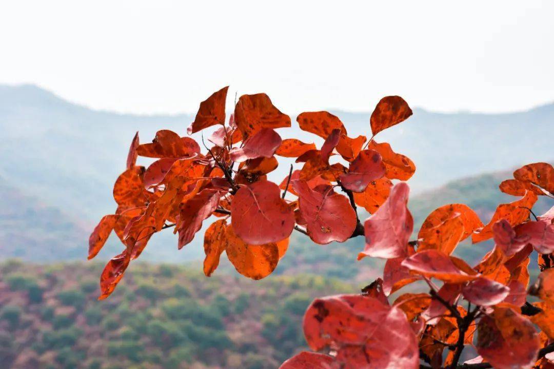 心儀韓城滿山紅葉似彩霞黃櫨深處是香山