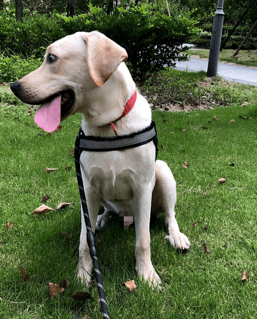 有偿寻狗宁波市海曙区石碶煤气公司附近丢失拉布拉多犬一只