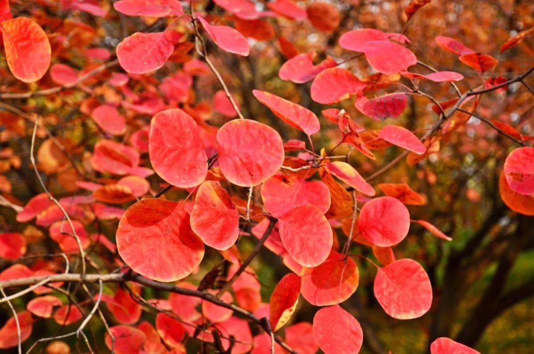 霜降节气那些年我们一起追过的彩叶树都有哪guo
