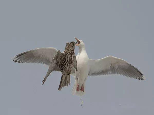 神俊最数海东青矛隼