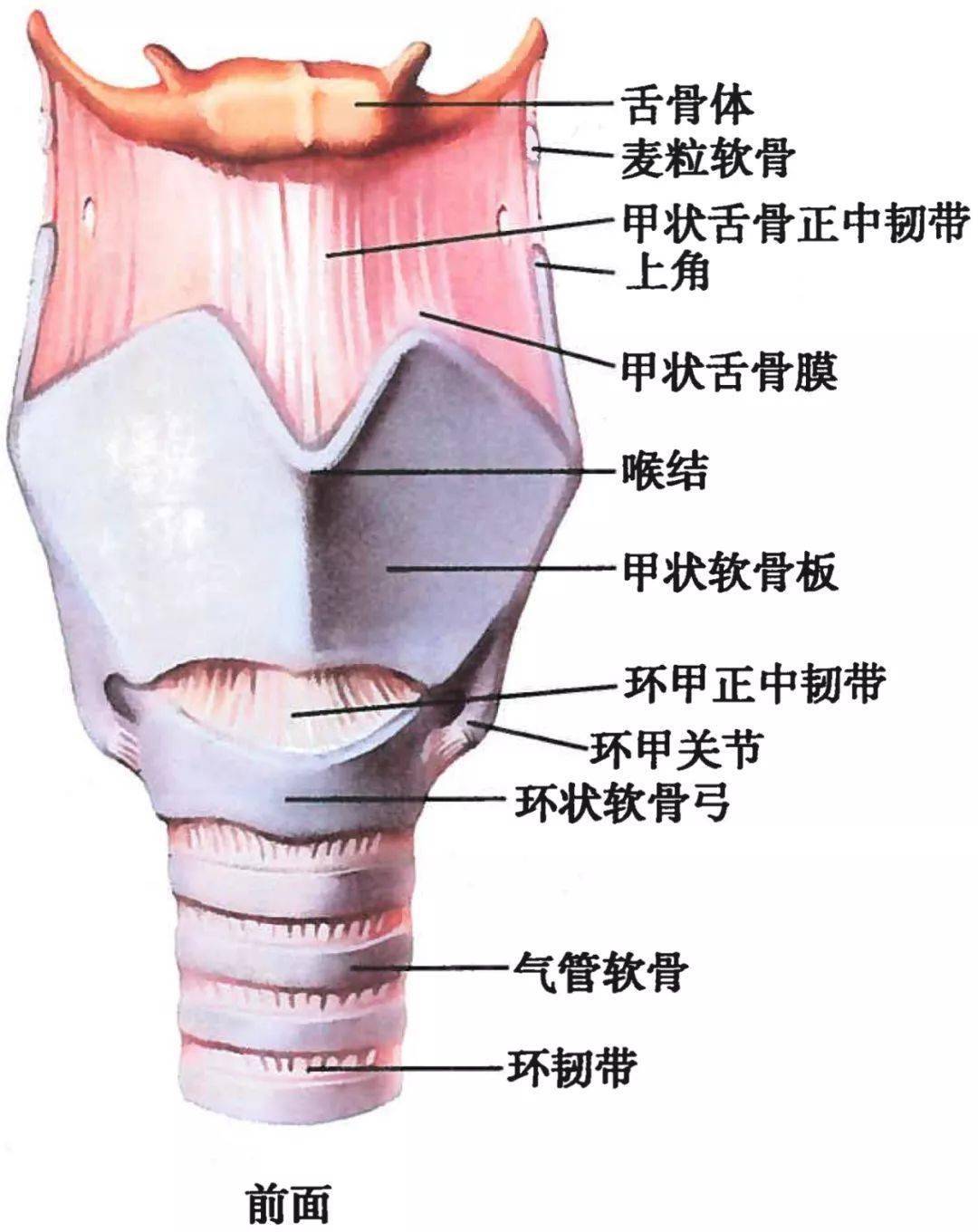 喉软骨解剖图侧面图片