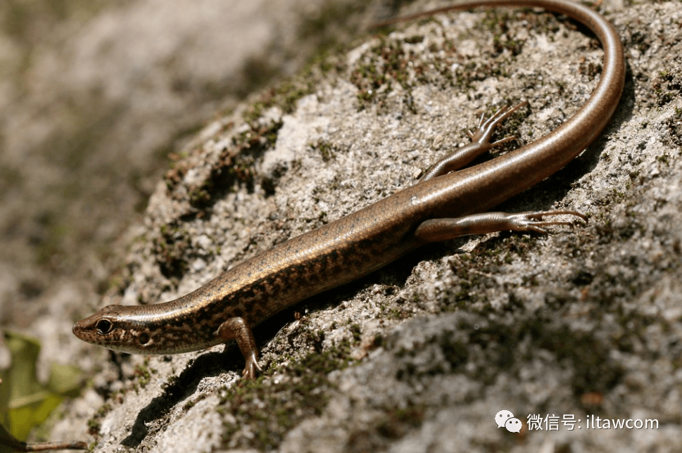 物种图册-铜蜓蜥_褐色