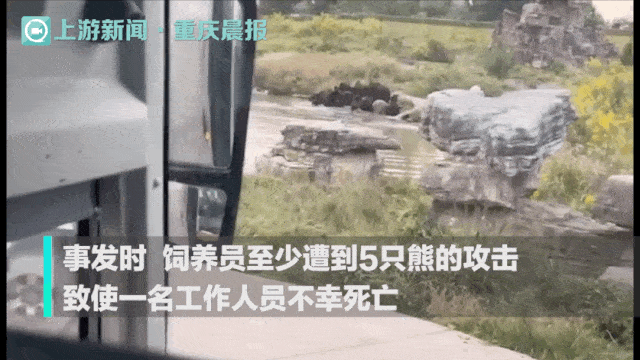 上海群熊吃人事件:动物发疯的背后,揭露了一场暴行!