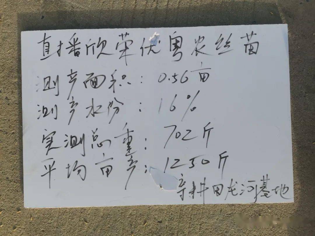 直播稻亩产1398斤