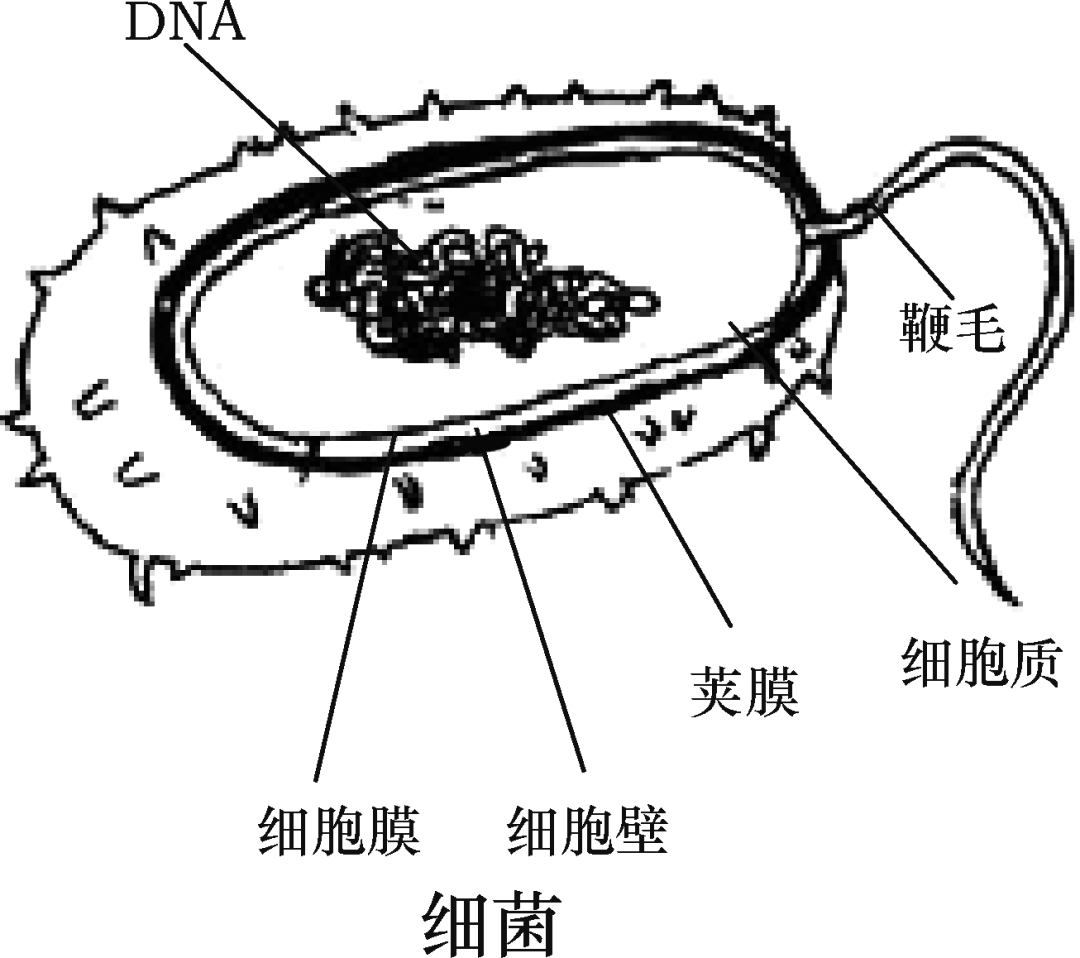 系统关节的结构人体主要的内分泌腺反射弧耳与听觉眼与视觉尿液的形成