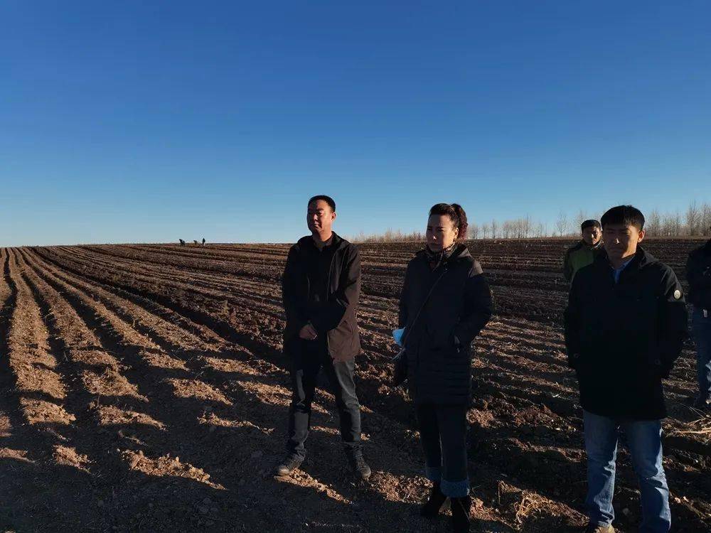 查哈阳农场有限公司农场召开樟子松嫁接红松秋季养护定标会
