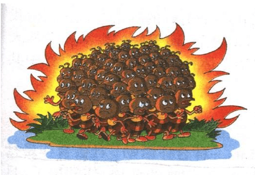 团结起来才能化险为夷,战胜困难,只有团结起来,这些蚂蚁才能绝处逢生