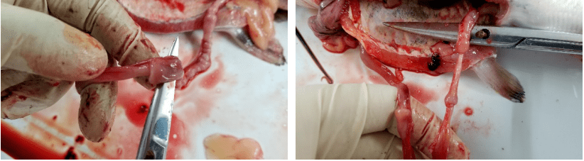 预防来年鮰鱼春季套肠病越冬保健不能少