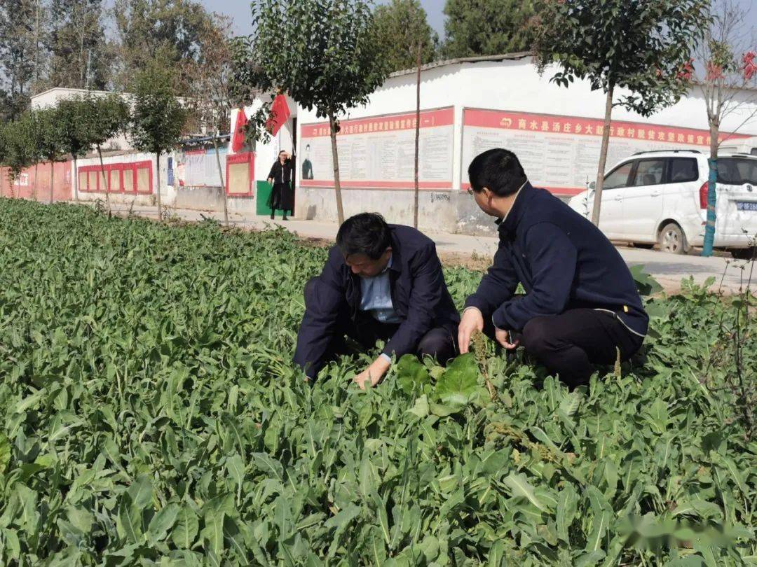 詳細詢問了中藥材種植負責人有關土地流轉,種植面積,技術管理,產量