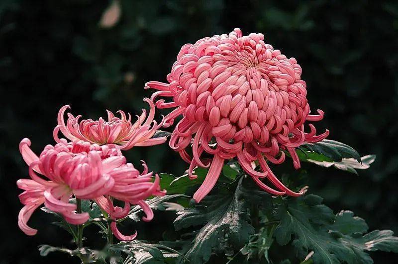 [轉] 菊花,就是最美的秋日詩詞