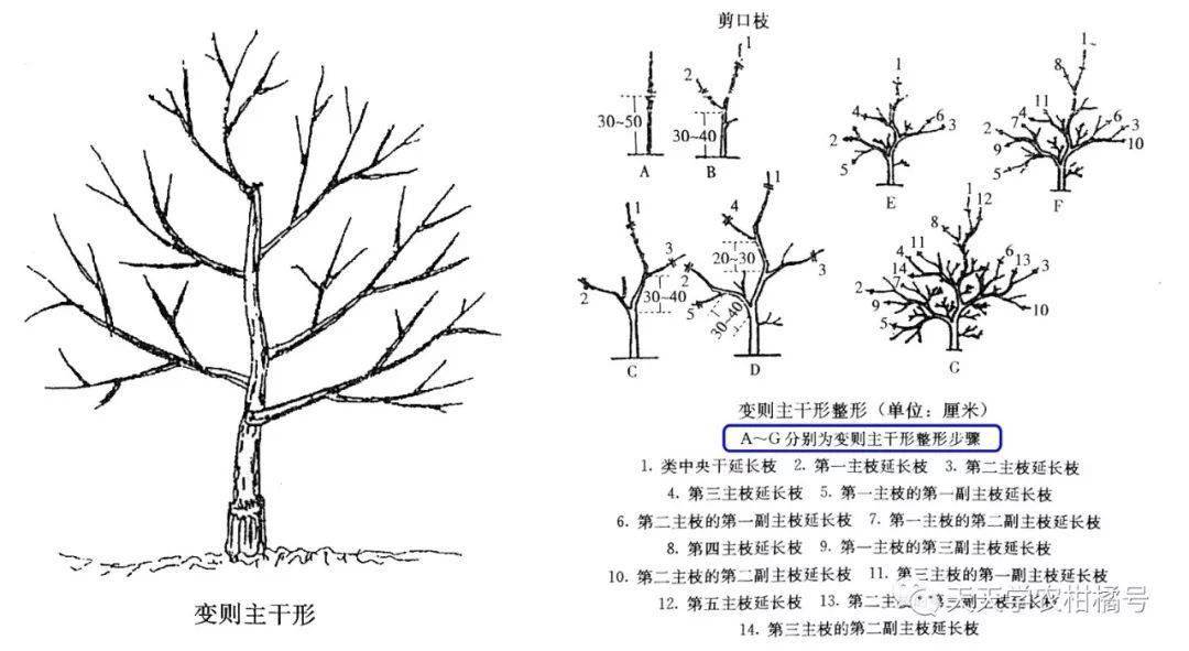 柑橘树形修剪图解图片