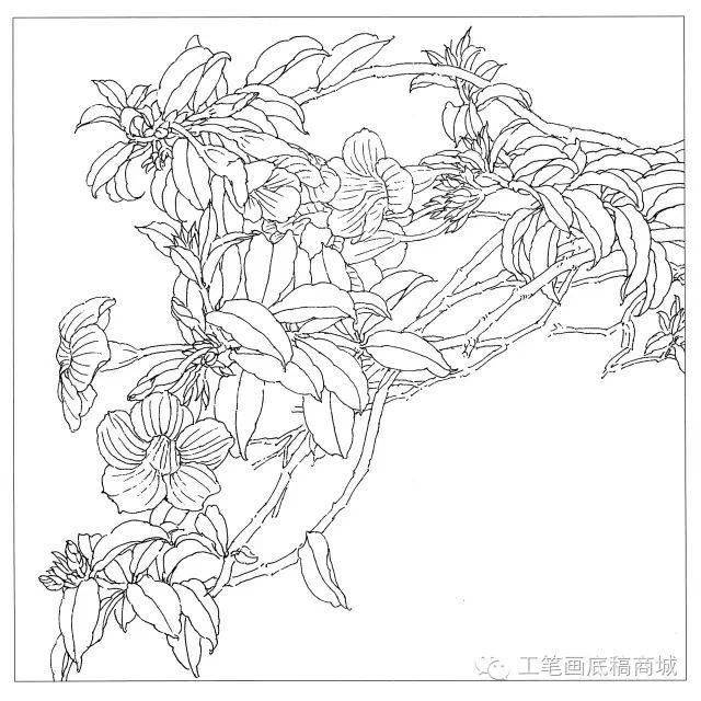 含笑高山藤繡球鳳梨鳳凰花倒掛金鐘非洲芙蓉大麗花垂絲海棠垂茉莉百合