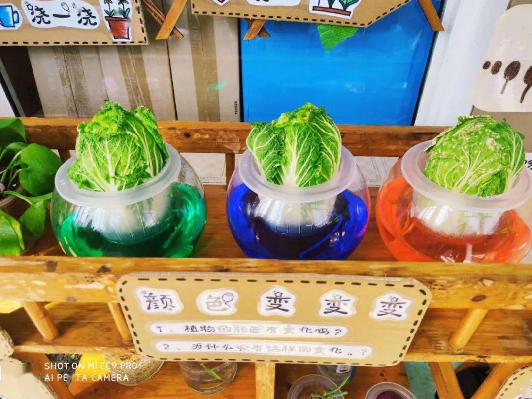 探索自然的小角落 ——记星辰幼儿园大班组自然角研讨活动