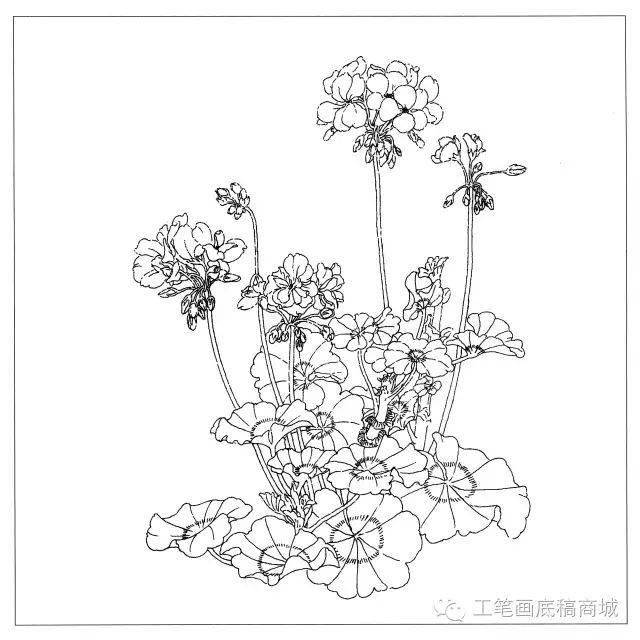 30種花卉白描作品欣賞!_繡球