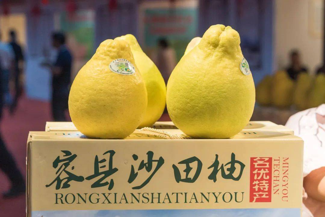 它柚来啦容县沙田柚文化旅游节7大精彩板块活动任你玩