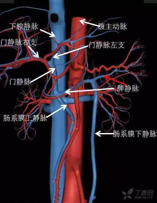 下腔静脉分出肝左静脉,肝中静脉,肝右静脉图解腹部血管解剖全腹部ct