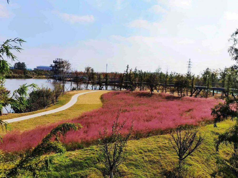 靖远县花海公园图片