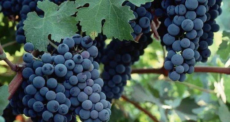 美国加州梅洛是美国最重要的红葡萄品种之一,尤其是在加州.