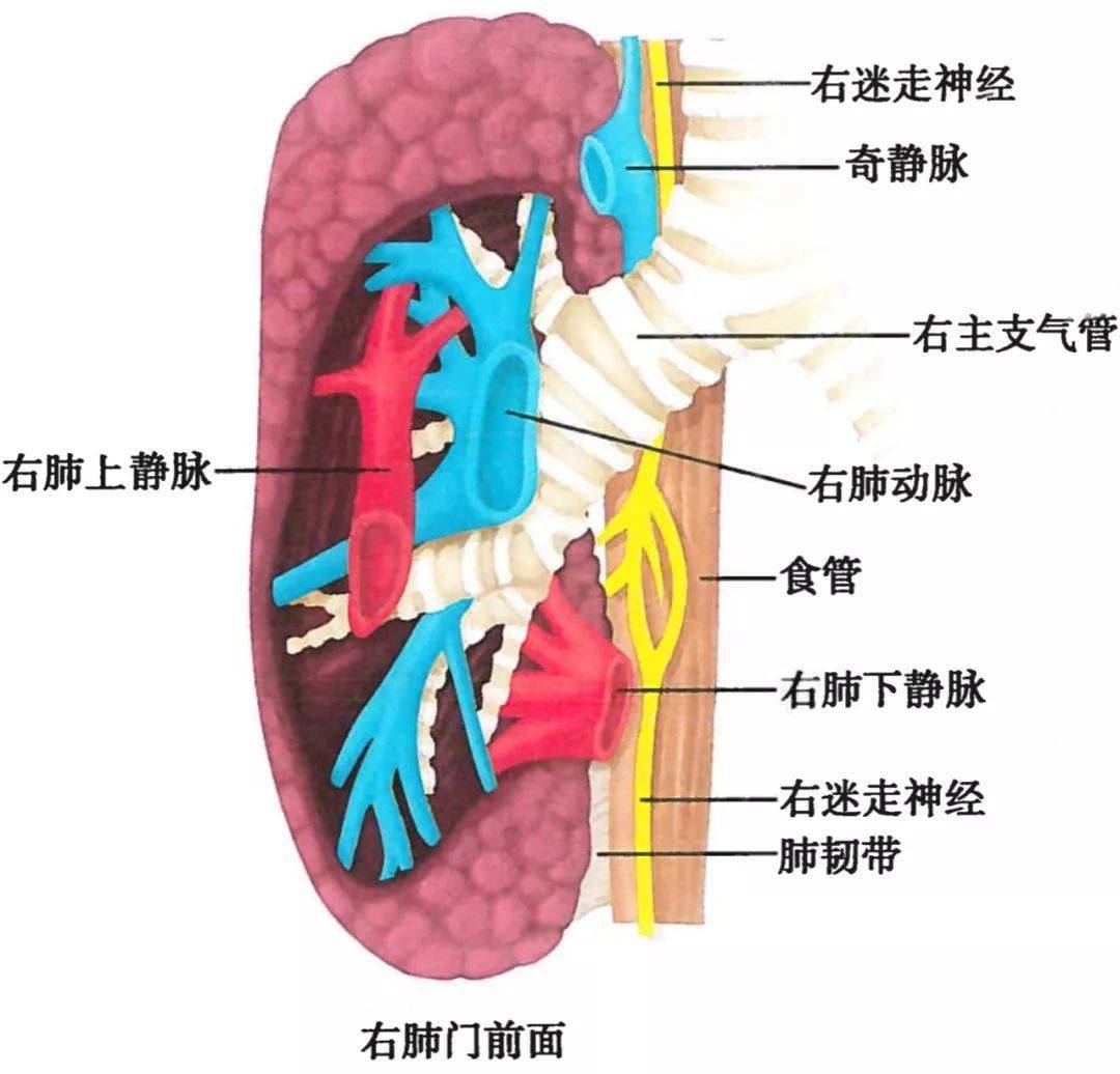 呼吸系統解剖圖譜