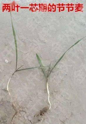 这种野麦子叫节节麦可别认错了