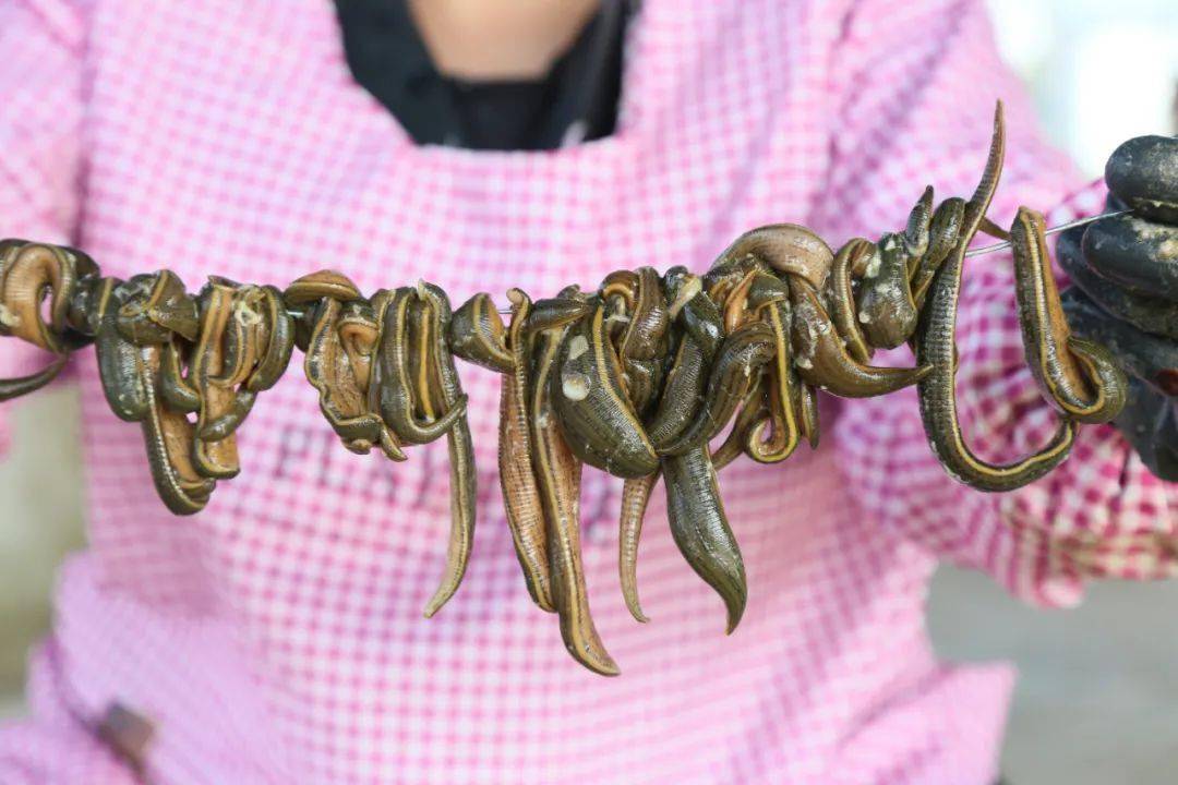 吸血水蛭成造血扶贫产业