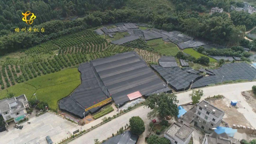 八角果儿飘香来致富经里话发展