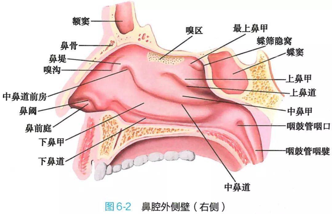 呼吸系統解剖圖譜