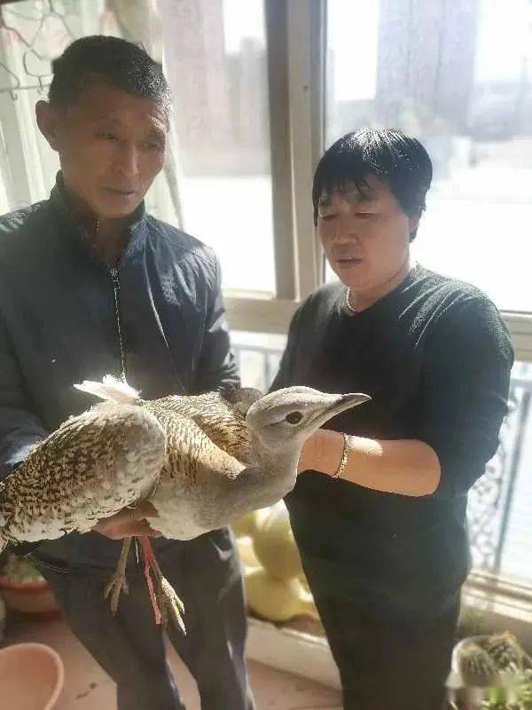 武邑热心市民救助珍稀鸟类大鸨