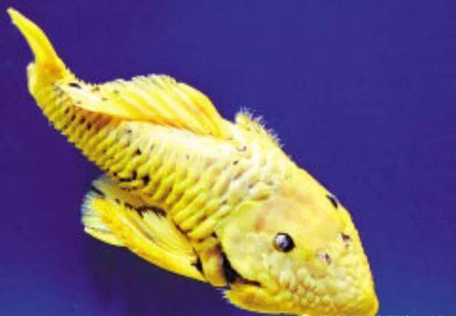 而纯金色的甚至一度被炒到了几十万元,要是真的拥有这样一条鱼,那这一