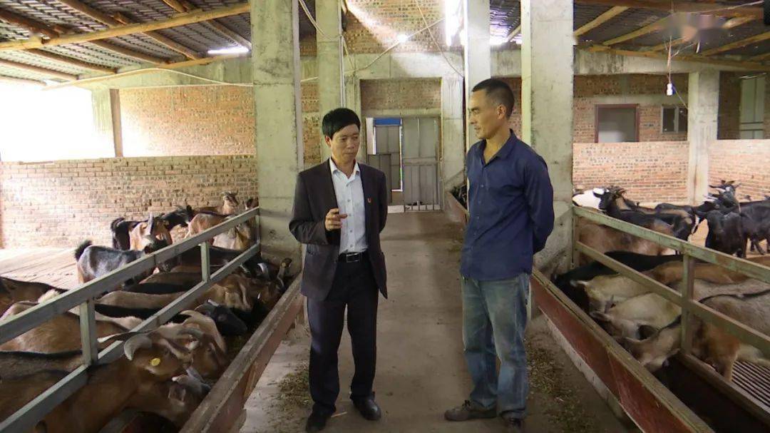 急性子村支书林正玉的产业经