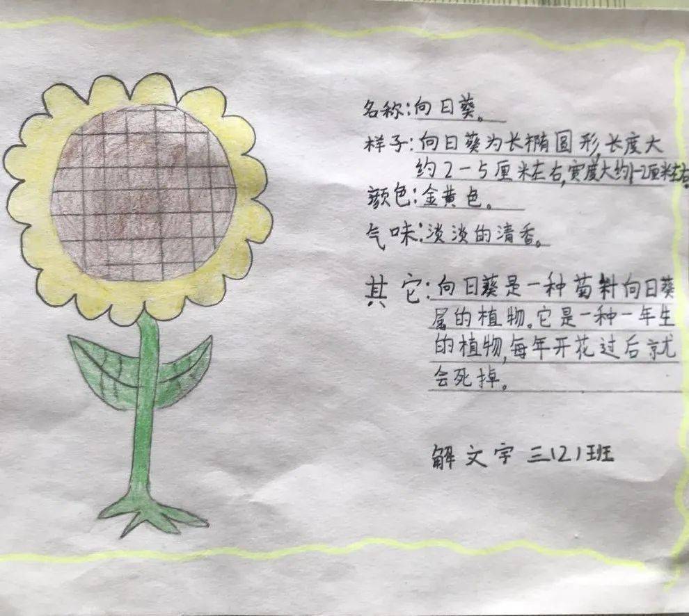 三年级向日葵记录卡图片