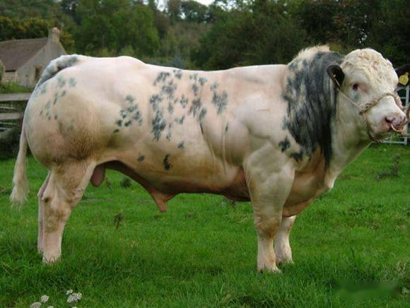 比利时蓝牛犊图片
