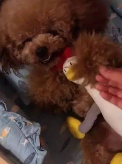 泰迪抱着鸡睡觉主人碰了一下它的鸡结果让人傻眼了