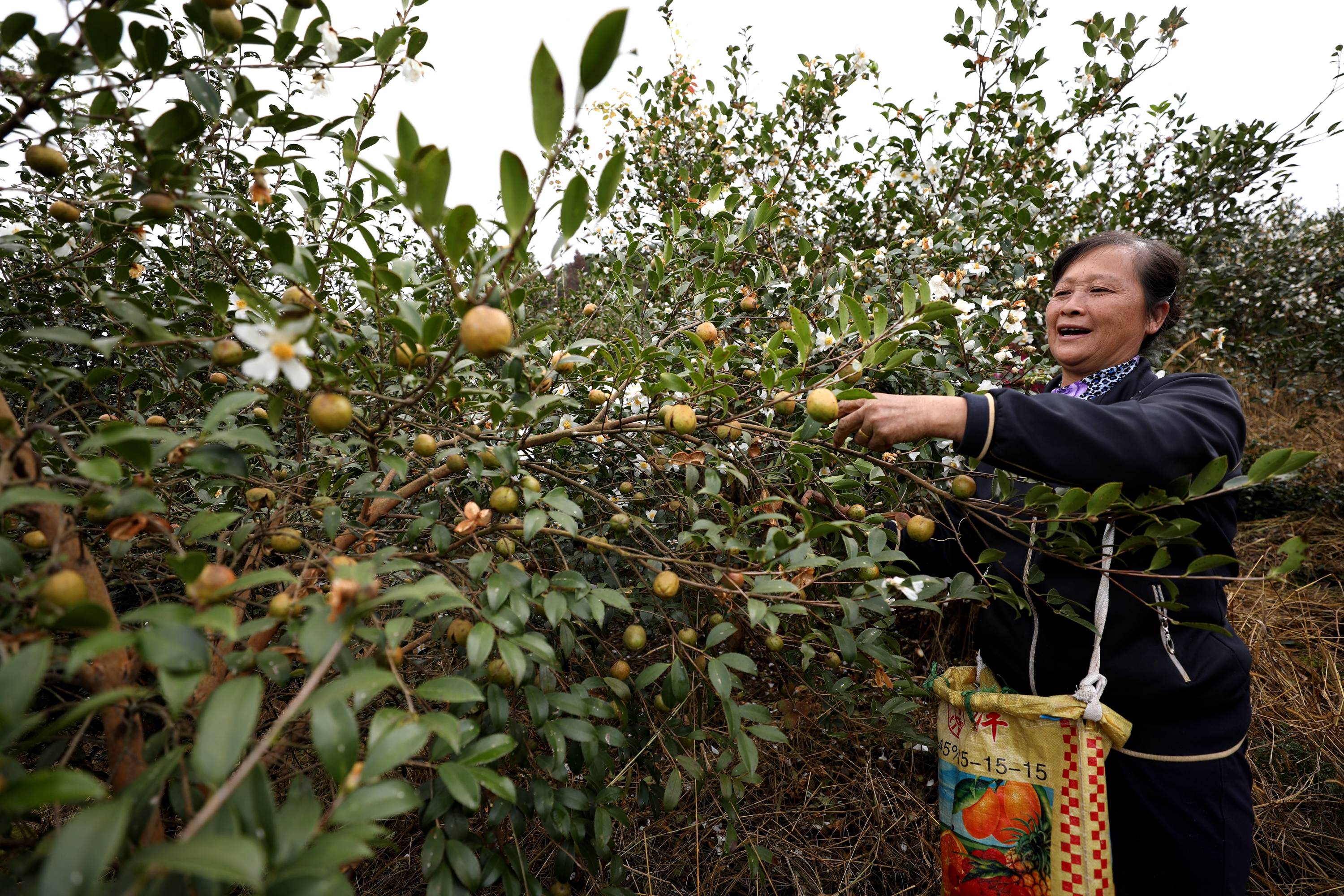 广西三江:油茶丰收助脱贫