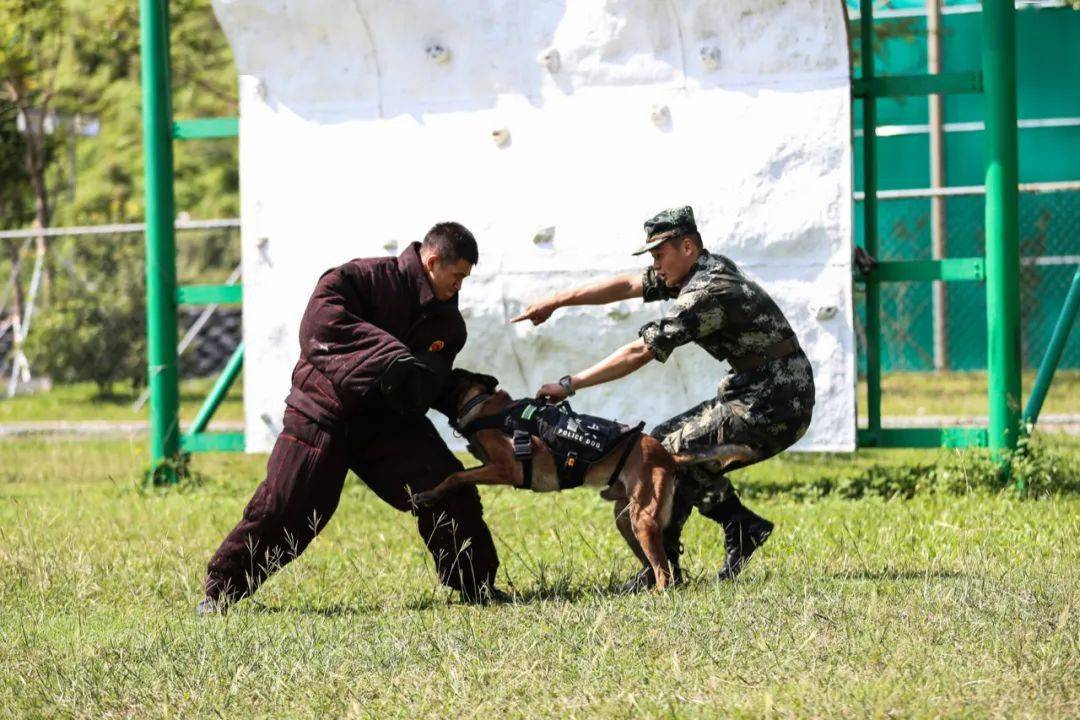 行李箱搜爆穿越鐵圈快看神犬奇兵是如何煉成的