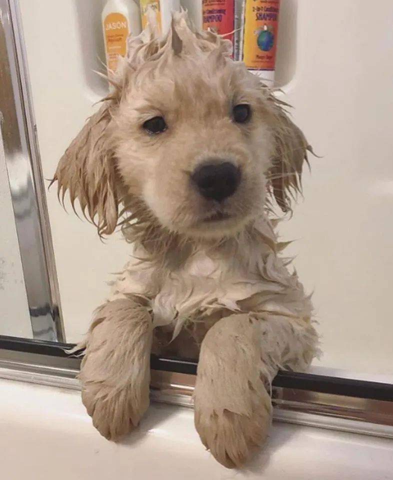 小金毛出浴图,呆萌呆萌的太可爱了!