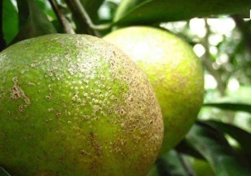 柑橘砂皮病采后预防有妙招